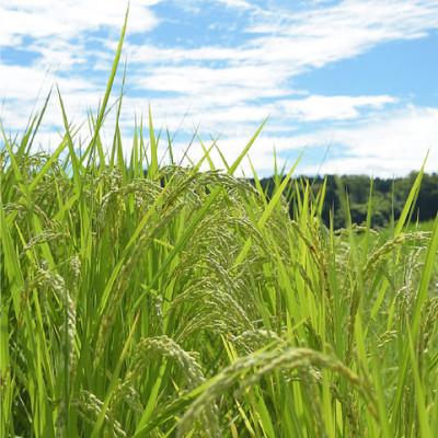 ふるさと納税 高岡市 令和7年産 富山県産コシヒカリ5kg |  | 02