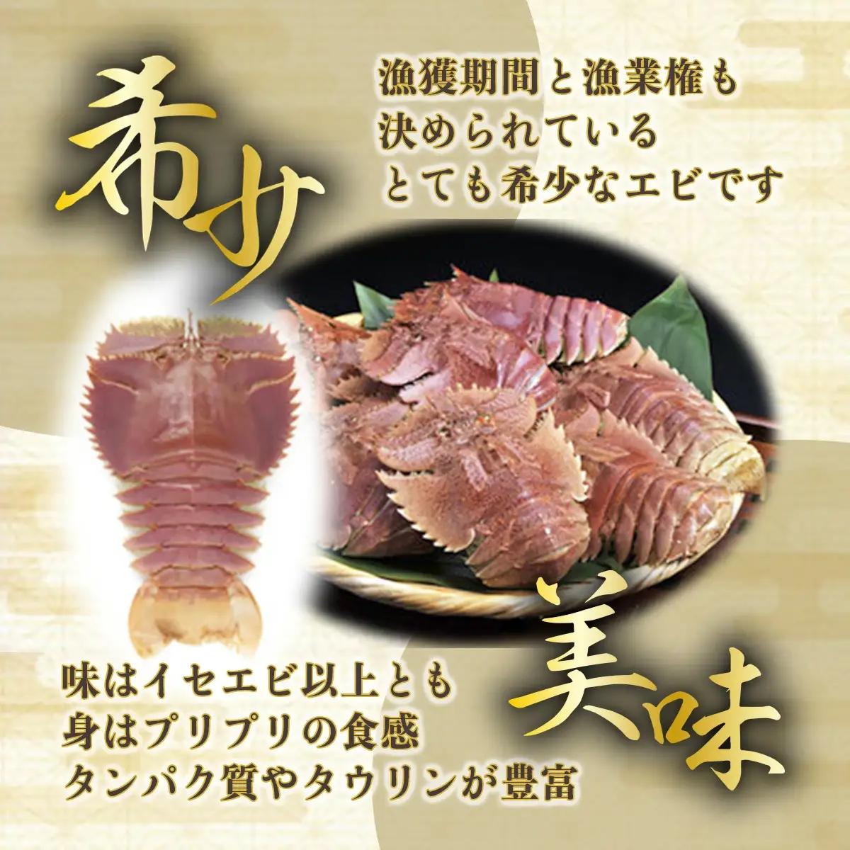 ＜数量限定＞ウチワエビ（ボイル）7匹前後 500gセット【S246】