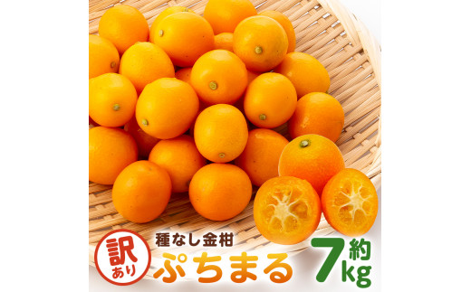 
種無し金柑　ぷちまる　訳あり　7kg mi0084-0011-7
