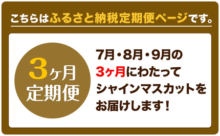 【先行予約】ぶどう 3ヶ月 定期便 シャインマスカット 晴王 700g 岡山県産《7月上旬-9月末頃出荷》 ハレノフルーツ マスカット 送料無料 岡山県 浅口市 フルーツ 果物 国産 岡山県産【配送不
