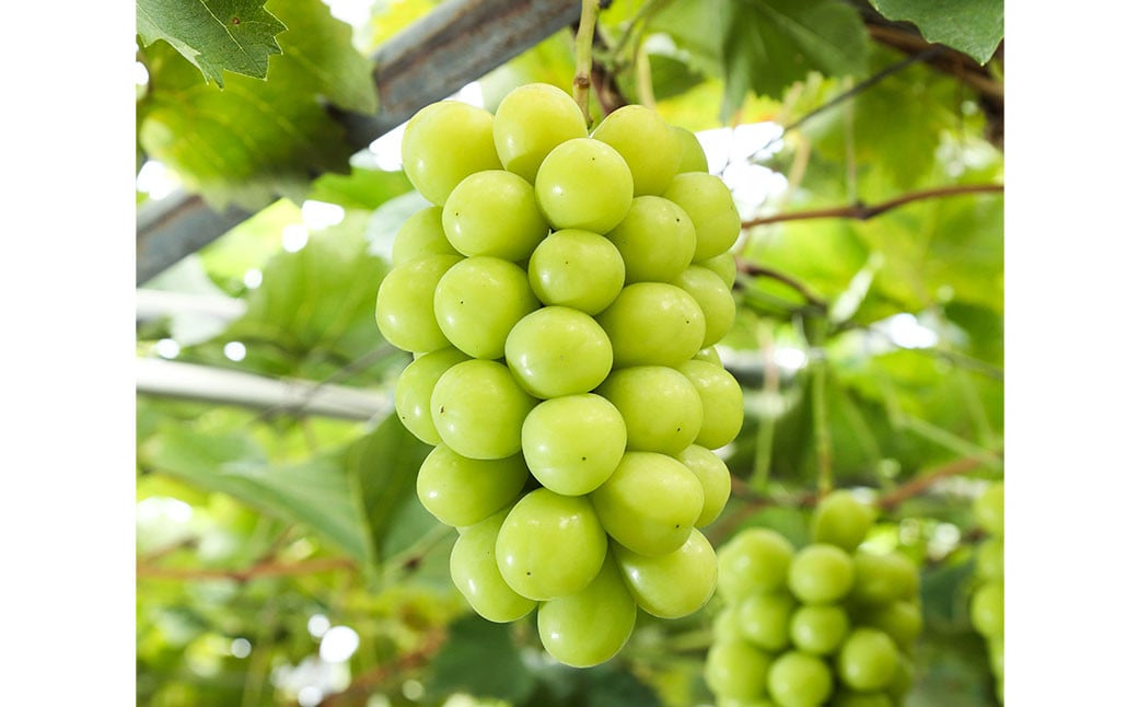 シャインマスカット 晴王 4房（1房480g以上）【2026年8月下旬～10月下旬まで発送予定】 ／ マスカット 葡萄 ぶどう 果物 果実 フルーツ 種なし 皮ごと 大粒 岡山県 美咲町 冷蔵