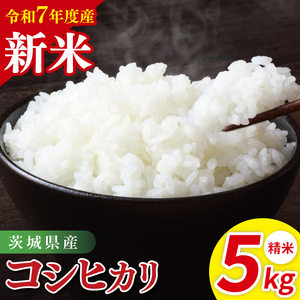 【先行予約】令和7年産 茨城県産コシヒカリ　精米　5kg（85-83）