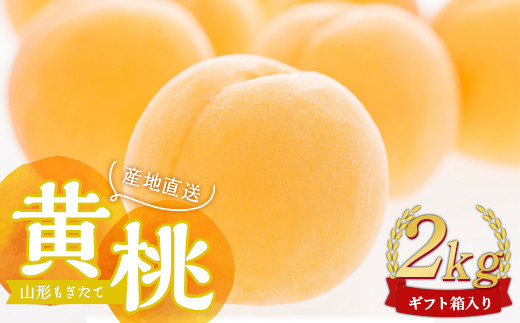 【先行受付 令和7年度発送】山形もぎたて黄桃2kg ギフト箱入り  もも モモ 桃 デザート フルーツ 果物 くだもの 果実 食品 山形県 FSY-1037