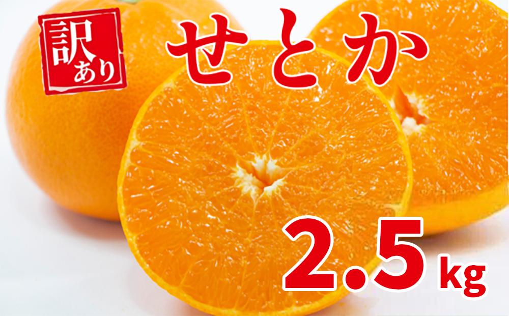 
                  【先行予約：2027年3月頃～発送】せとか みかん 高級品種【農家直送】＜薄皮ごと食べられる／とろける食感／濃厚な甘み＞2.5kg（サイズ混合） ミカン 柑橘 高級 フルーツ 果物 愛媛 愛南町 和家農園
                