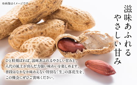 【先行予約】 熊本県 八代産 生落花生 [おおまさり] 1.5kg 落花生 ラッカセイ らっかせい おおまさり 生 なま 茹で おつまみ おやつ ピーナッツ 豆 旬 野菜 【2026年9月上旬より順次