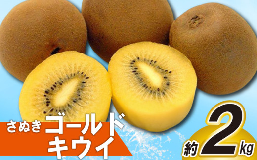 先行予約 キウイ 約2kg キウイフルーツ ゴールドキウイ さぬきゴールドキウイ 果物 果実 フルーツ 旬 デザート 選べる 容量 10月下旬～12月中旬 配送 家庭用 贈答用 ギフト プレゼント 香