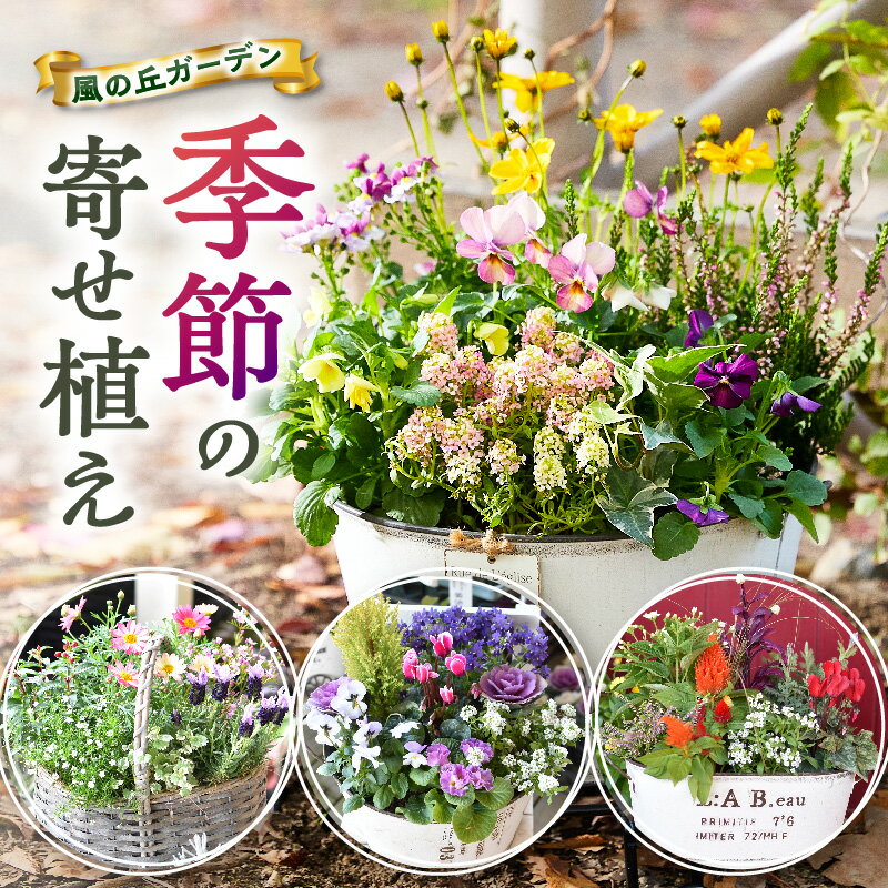 【ふるさと納税】【お手軽ガーデニング】季節の寄せ植え（風の丘ガーデン） ギフト寄せ植え 贈答用寄せ植え 母の日 誕生日 記念