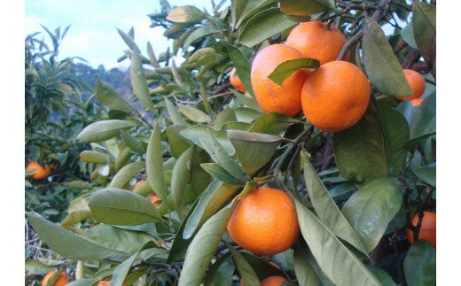 【2024年11月発送予約分】【家庭用】【農家直送】こだわりの有田みかん 約10kg＋250g(傷み補償分) 有機質肥料100%  サイズ混合　【11月発送】※北海道・沖縄・離島配送不可【nuk101