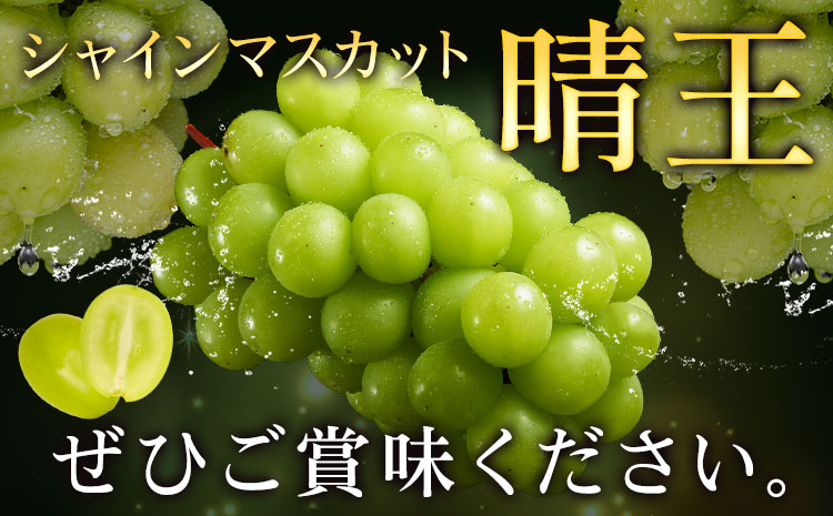 ぶどう シャインマスカット 晴王 1.2kg 2房 4ヶ月定期便 彩美菜果《7月上旬-10月末頃出荷》 マスカット 送料無料 岡山県 浅口市 フルーツ 果物 贈り物 国産 くだもの 果物 7月 8月 