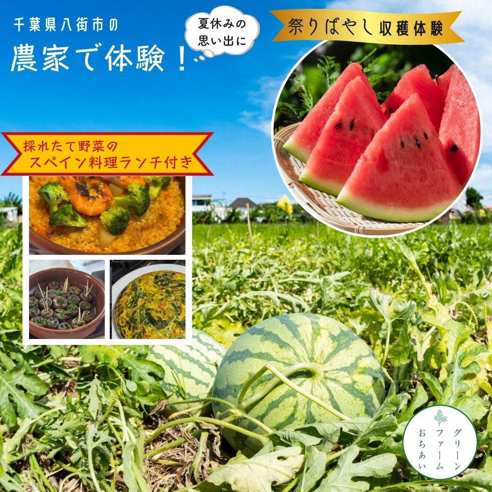 
                  大玉スイカ 「祭りばやし」 収穫体験 ＋スペイン料理ランチ 付き！農家で過ごす特別な夏休み 千葉県八街市 1日限定5組 収穫体験 グリーンファーム落合 1日限定5組
                