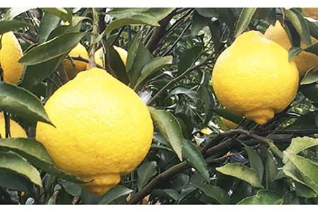 【糖度15-18度】無添加「はるか」果汁100％ストレートジュース（720ml×3本） 長与町/井上柑橘園 [EAA002] ジュース みかんジュース ストレートジュース 100％ジュース 無添加ジュ