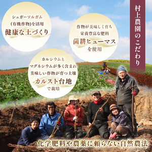 甘くておいしい！べにはるか 1kg 先行予約 ＜ 2025年9月中旬 ～ 12月 の期間より順次発送予定 ＞｜ さつまいも サツマイモ 芋 いも 野菜 紅はるか べにはるか 1kg 5kg 10kg