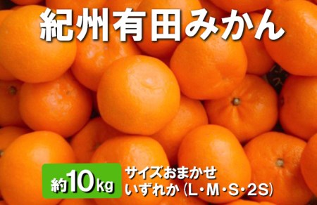 【先行予約】【秀品】有田みかん 約10kg（L・М・S・2Sサイズ おまかせ）和歌山県産｜ みかん