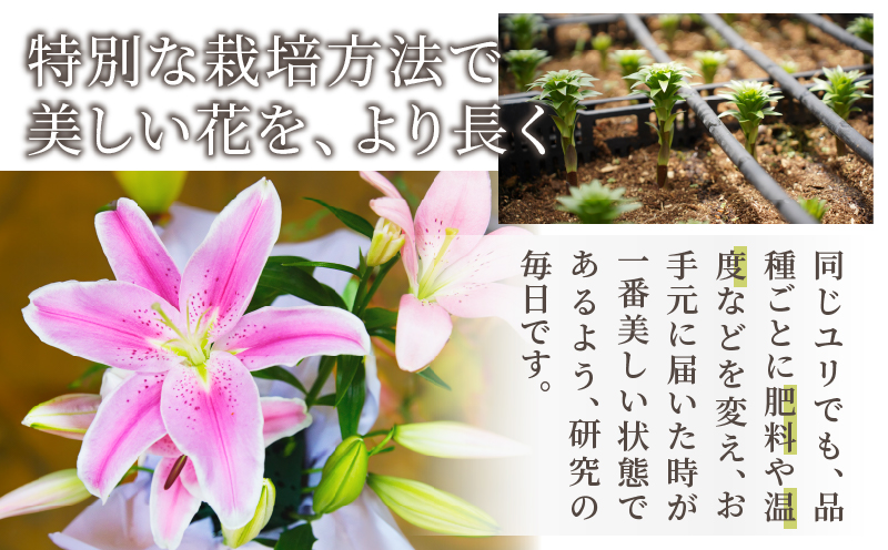 【2週間以内発送】「オリエンタルリリー ユリ」(ピンク) 計6本  生花 切花 百合 国産_T045-0025