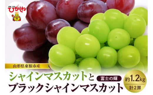 【2025年産　先行予約】山形県東根市産　シャインマスカットとブラックシャインマスカット「富士の輝」の詰め合わせ約1.2kg hi074-006-1