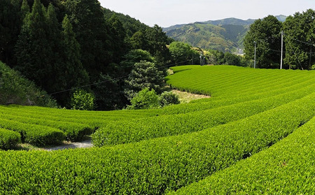 【先行予約 2026年5月11日以降順次発送予定】 2026年度産 新茶 茶葉 100g × 4袋 オーガニック オーガニック茶