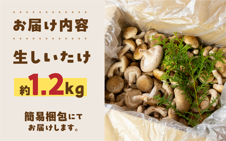 訳あり 生しいたけ 約 1.2kg 大容量 サイズ 混合 不揃い おまかせ 簡易梱包 のため 訳アリ BBQ 春 夏 秋 冬 野菜 栽培期間中 農薬不使用 岐阜県産 本巣市 国産 きのこ キノコ シイ