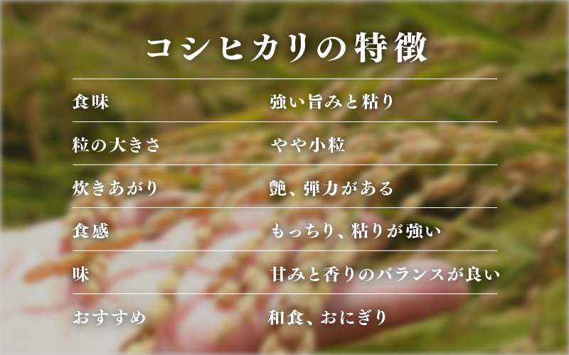 【数量限定！70袋限定販売！】＜2025年11月以降 順次発送予定＞令和7年産　コシヒカリ　通常便（1回配送）計10kg（5kg×2袋）