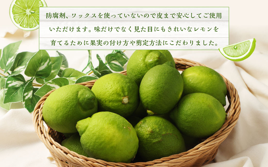 国産グリーンレモン  4kg｜ フルーツ 果物 グリーンレモン レモン 柑橘 れもん 檸檬 国産 静岡県 菊川市