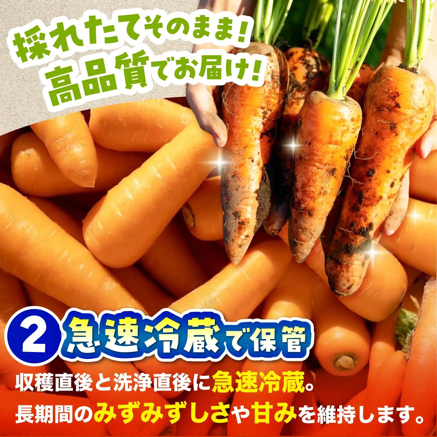 【先行予約】【2026年12月順次発送開始】ジュース用秋にんじん5kg (訳あり) / にんじん ニンジン 規格外 ジュース β-カロテン 食物繊維 抗酸化作用 熊本県産 菊陽町 【株式会社 まゆみ農