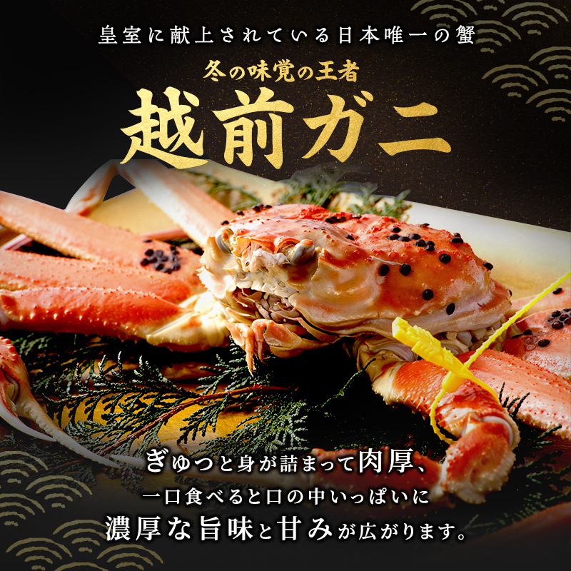 期間限定 茹で 越前ガニ 約800g以上 1杯 年末配送 食通もうなる本場の味をぜひ、ご堪能ください 越前かに 蟹 カニ かに ボイルカニ ボイル蟹 ポーション ズワイガニ 海鮮 限定 福井 福井県 