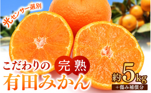 ご家庭用 こだわりの 有田 みかん 5kg＋150g(傷み補償分) 【11月発送予定】 / 温州みかん 光センサー選別 柑橘 甘い 果物 和歌山 ※北海道・沖縄・離島配送不可 【nuk004-c-5-novH】