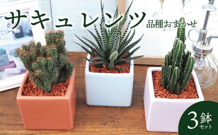 京都 多肉植物 サキュレンツ 3個 セット 植物 インテリア 観葉植物