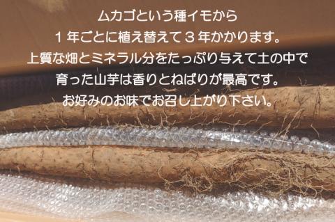 【2026年11月下旬～2027年１月下旬配送】【数量限定】水戸の３年長芋（元気の源）【ながいも 山芋 やまいも 野菜 やさい ムカゴ とろろ 茨城県 水戸市】（HD-1）