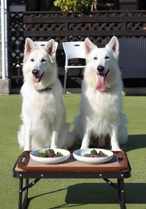 【大切な愛犬に】鹿骨スープ6パック (犬 おやつ ペット用品