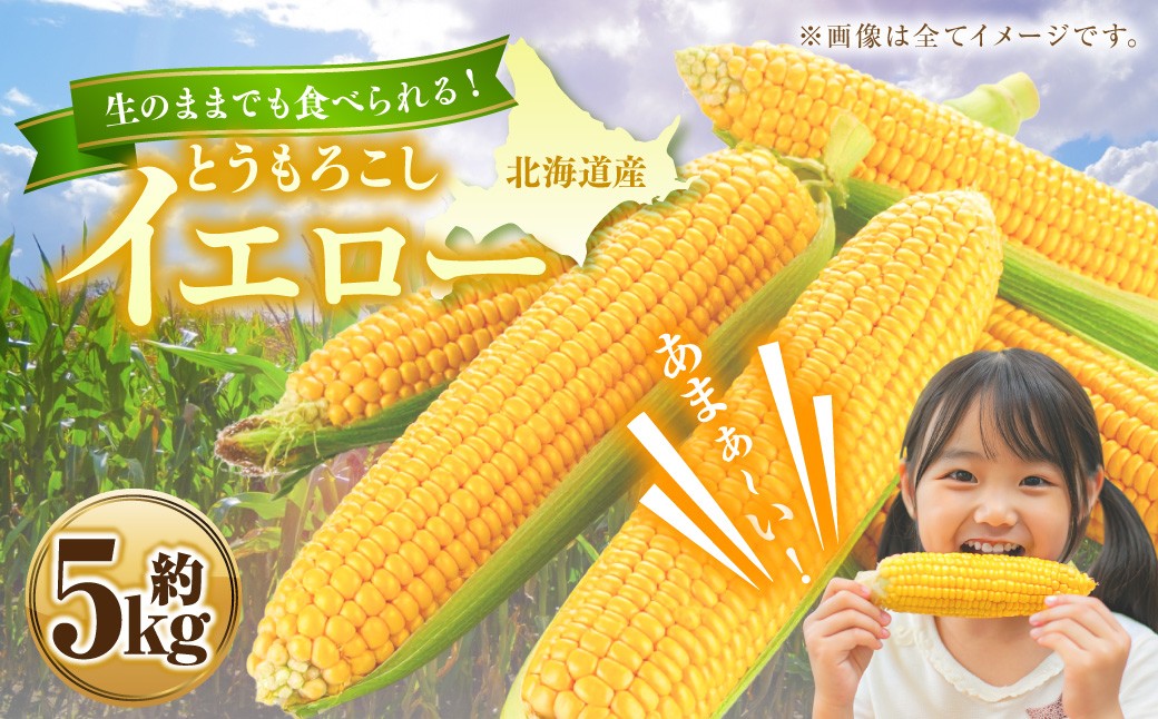 
            とうもろこし イエロー 約5kg  野菜 トウモロコシ コーン スイートコーン もろこし 甘い 北海道 浦臼町 【2026年8月上旬～8月下旬迄順次発送予定】
          