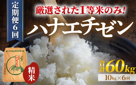 【先行予約】【令和7年産・新米】【一等米】＜定期便6回＞ ハナエチゼン 精米 10kg × 6回（60kg）《発送直前精米！》  ／ ブランド米 華越前 ご飯 お米 白米 新鮮 あわら市産 農家直送 大賞 受賞 新米 【2025年9月上旬より順次発送予定】 [aw012-k006]