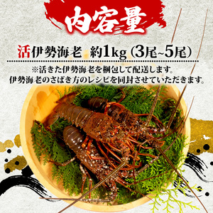 活き 伊勢海老 1kg 前後 3尾 ～ 5尾