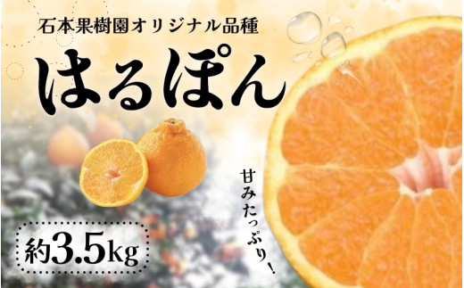 【先行予約】石本果樹園 はるぽん 約3.5kg 約8～10玉前後【2027年3月上旬から4月上旬に順次発送予定】 / みかん フルーツ くだもの 果物 先行予約 不知火【min023】