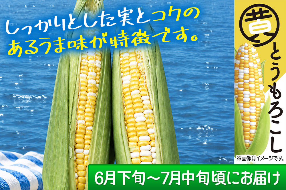 【期間限定】濃厚な甘さと弾ける果汁！海辺のとうもろこし【バイカラー】約3kg（7～8本程度）バイカラーコーン [今が旬 トウモロコシ とうもろこし きみ キミ きび とうきび 甘い 宮城県名取市産 国産]