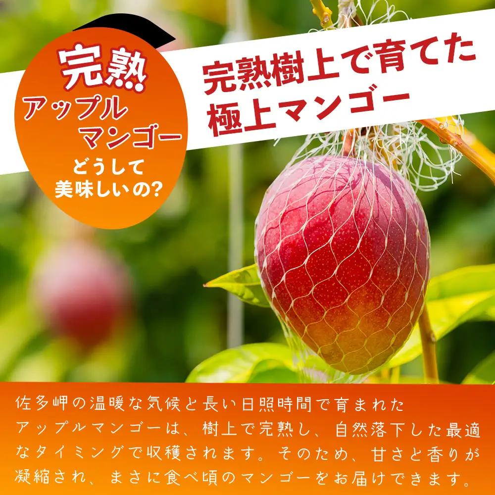 ≪先行予約・数量限定≫ ☆本土最南端☆佐多の果樹園で育てた 完熟アップルマンゴー 約2kg (3～5玉) 【2026年7月上旬以降順次発送】 ST-408 ｜鹿児島県 南大隅 産地直送 旬 マンゴー 
