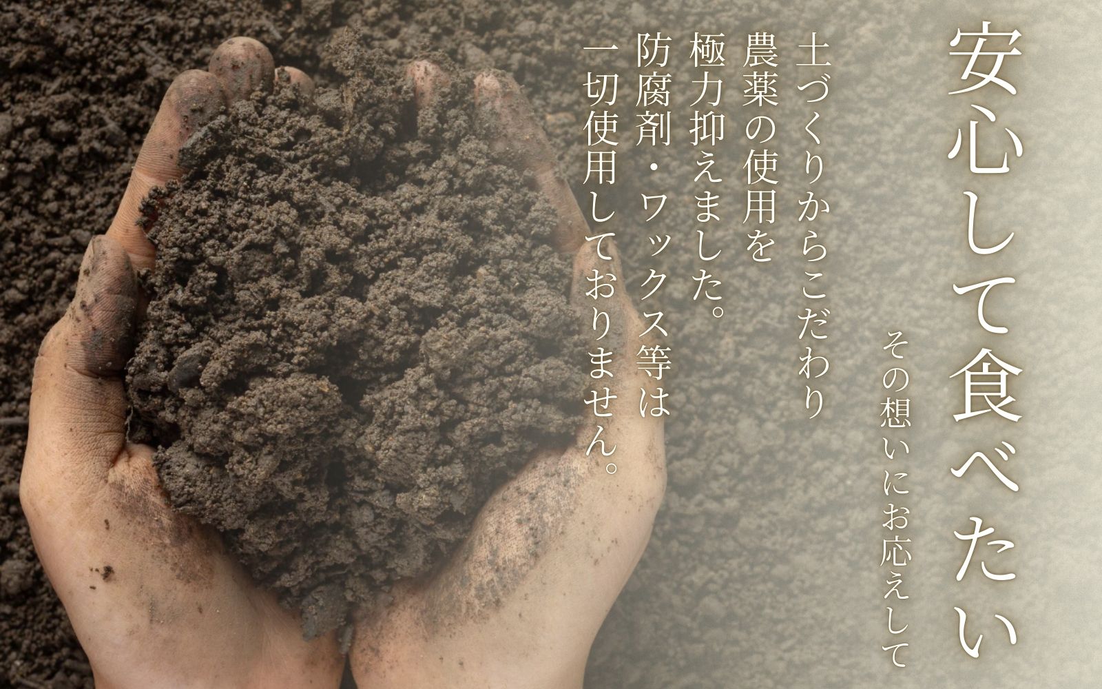 ＜11月より発送＞家庭用 キウイフルーツ5kg+250g（傷み補償分）【わけあり・訳あり・扁平果】/ フルーツ 果物 おすすめ きうい キウイフルーツ キウイ【ikd039D】 