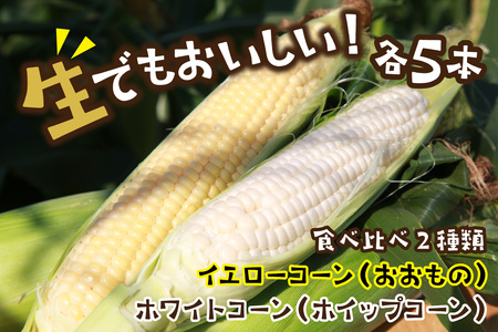【先行予約】 生食も！高糖度！もぎたて！ フルーツトウモロコシ（ホワイトコーン＆イエローコーン計10本）食べ比べ京丹後セット（2025年6月下旬～発送） 京丹後産トウモロコシは甘くて美味しいとうもろこ