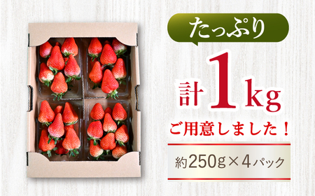 いちご 【☆先行予約☆】 ゆめのか いちご 約 1kg （250g×4パック） 長崎 西海 イチゴ いちご 苺 ゆめのか いちご 贈答 ギフト ＜川原農園＞ [CDR009]