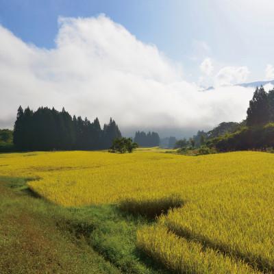ふるさと納税 南魚沼市 【毎月定期便】6年連続金賞　南魚沼産コシヒカリ5kg　栽培期間中農薬化学肥料不使用全12回 |  | 02