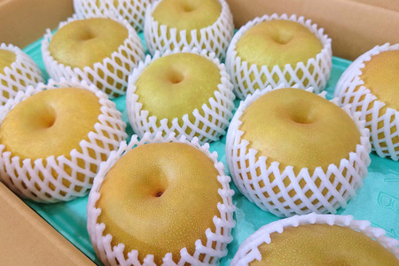 【2026年先行予約】たかはし果樹園 謹製 新潟県産和梨 幸水 約5kg《8月中旬～順次配送》こうすい