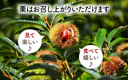 【先行予約】季節の花材 栗枝 1本（約35～38cm）【2025年9月下旬以降順次発送】/ 奥能登 能登半島 フラワーアレンジ ブーケ 花束 生け花 華道 花 お花 能登栗 栗 くり 送料無料