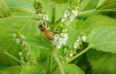 恵那農高生と開発!季節の里山蜂蜜セット[AUBP001]はちみつ