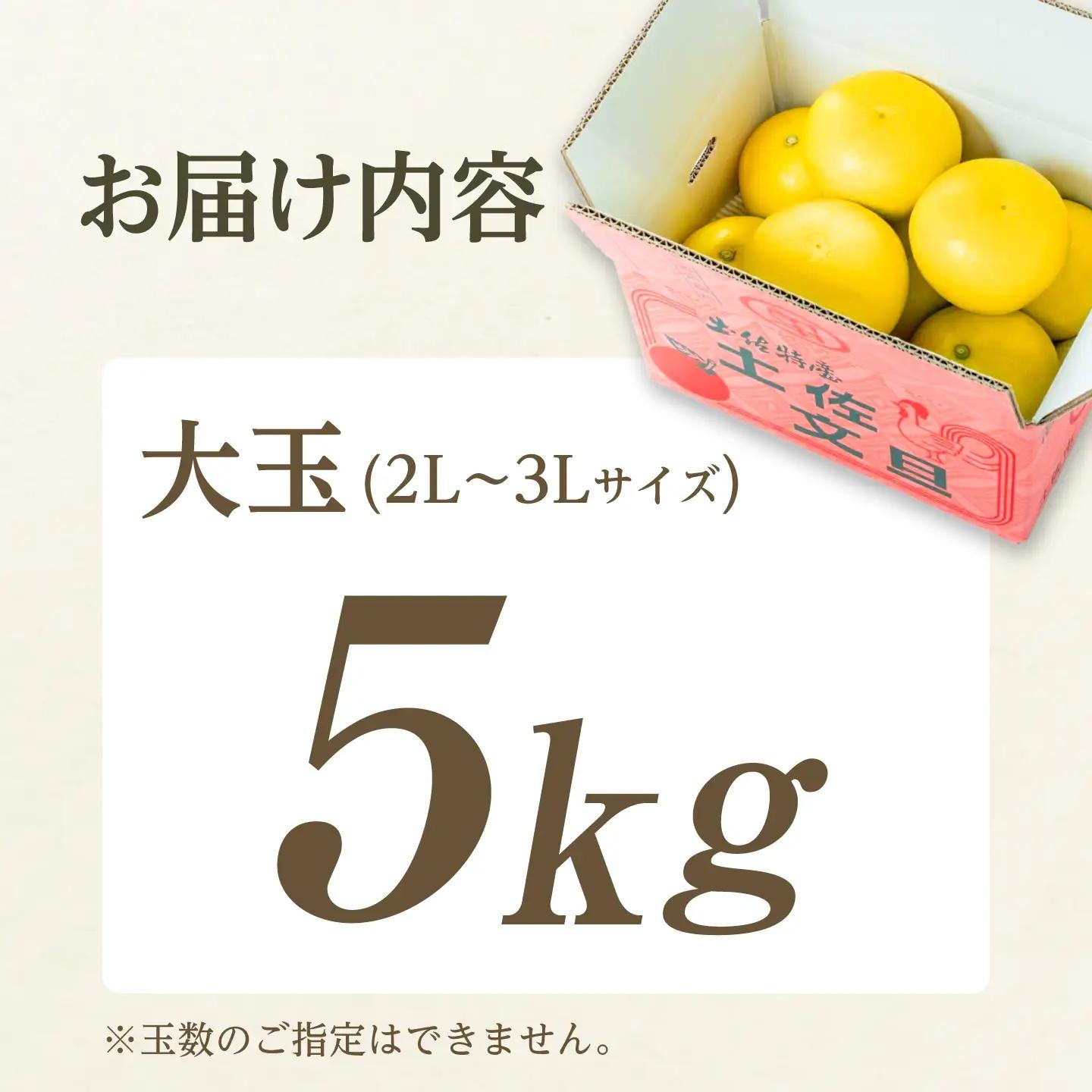 【日本ギフト大賞2024受賞】先行予約 園主こだわり土佐文旦 【大玉5kg】（3L-2L） 2027年1月下旬より順次発送 家庭用 ぶんたん ブンタン 柑橘【やの一果彩】[BQAC002]