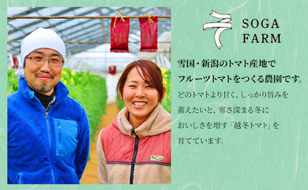 【2025年6月発送】SOGA FARM　金筋トマト 2025年 先行予約 トマト 野菜 とまと 新潟 
