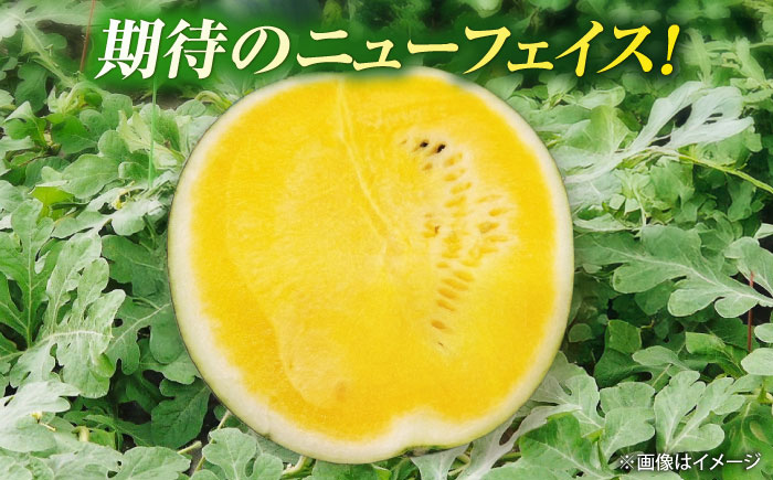 【先行予約】 ＼TVで話題／ ムーンフラッシュ 黄色 スイカ 大玉 1玉 約 8kg すいか 西瓜 熊本県産 産地直送 農家直送 熊本 くまもと 山鹿 【きもと農園】[ZFQ005]