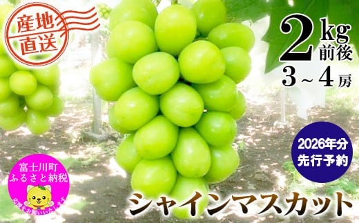 
            【2026年発送分 先行予約】＼＼農家直送！／／小林農園のシャインマスカット３～４房（2kg前後）　シャイン マスカット シャインマスカット ぶどう 葡萄 ブドウ 果物 くだもの フルーツ ２kg 産地直送 先行予約 先行受付 山梨 やまなし
          