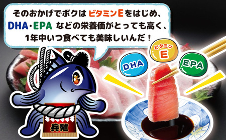 本マグロ ヨコヅーナ 刺身用 中トロ 400g | 本マグロ 津久見市