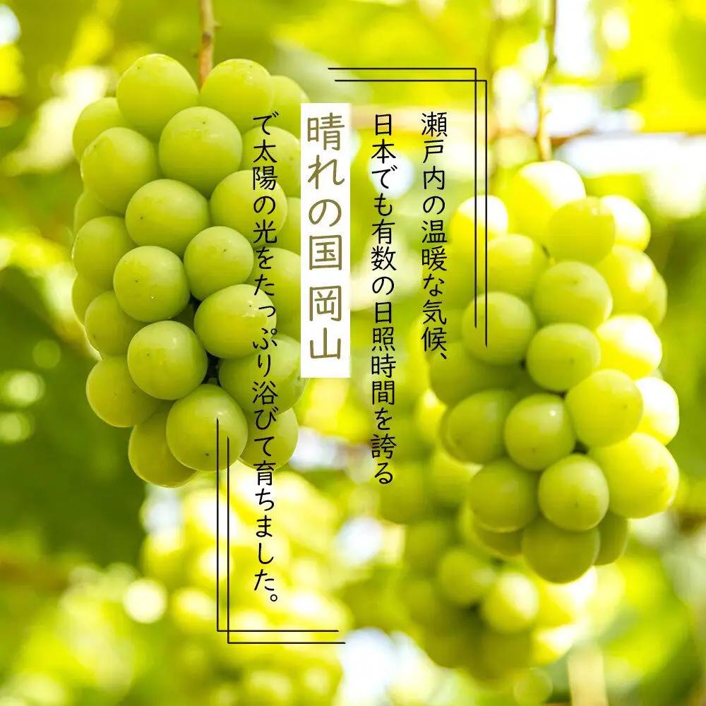 岡山県産 ぶどう  2026年発送 ご家庭用 シャインマスカット 晴王 約400g×1房 フルーツ 果物 | シャインマスカット