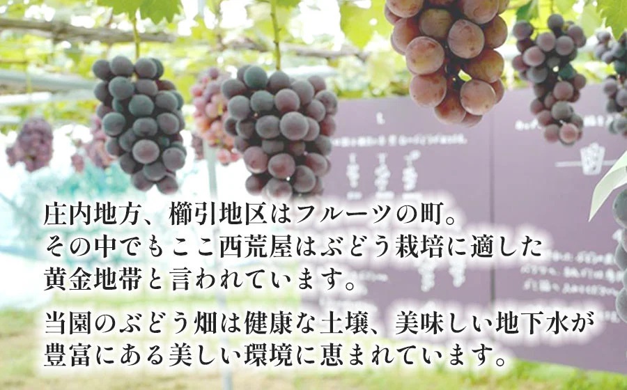 【令和7年産先行予約】最高級ぶどう ギフトボックス【大】36粒入 高級3品種 詰合せ（手詰め）　カラフルぶどう園