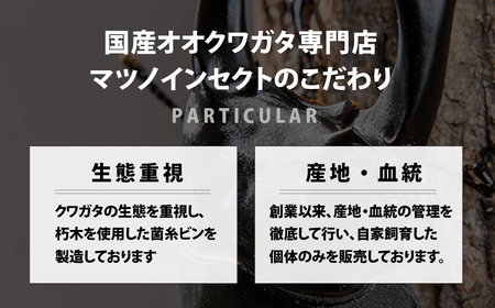 マツノインセクト 久留米産 オオクワガタ 86mm オスのみ 希少 サイズ  国産 久留米 ブリーダー 松野 送料無料 愛知県 豊橋市